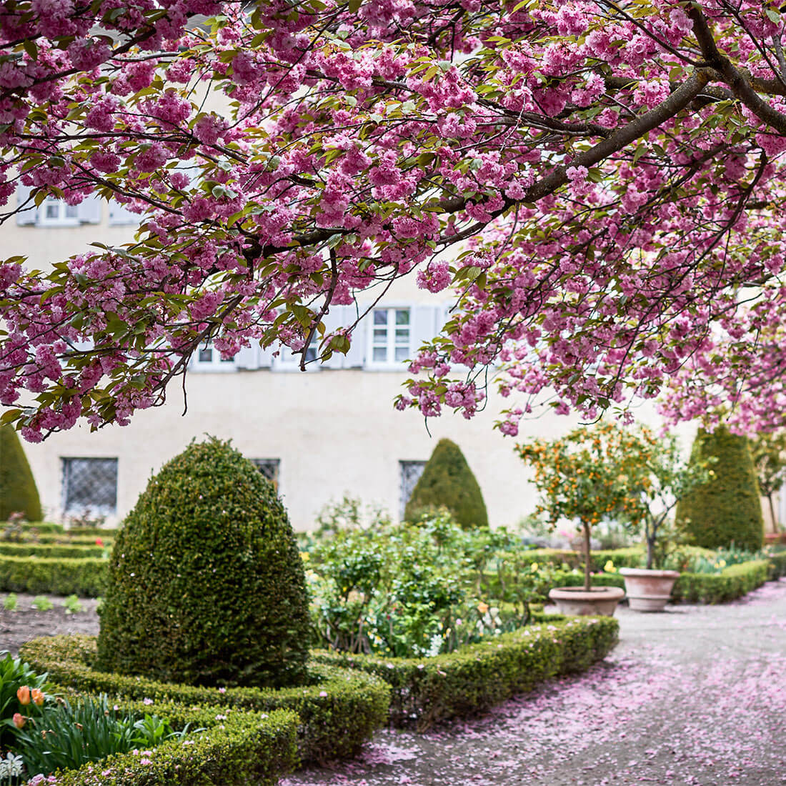 Blühende Pflanzen überall im Frühling