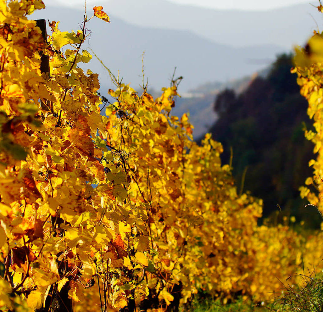 Bunte Herbstblätter