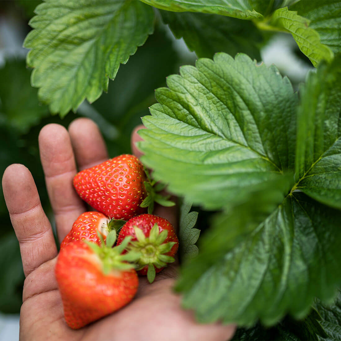 Rote süße Erdbeeren im Sommer
