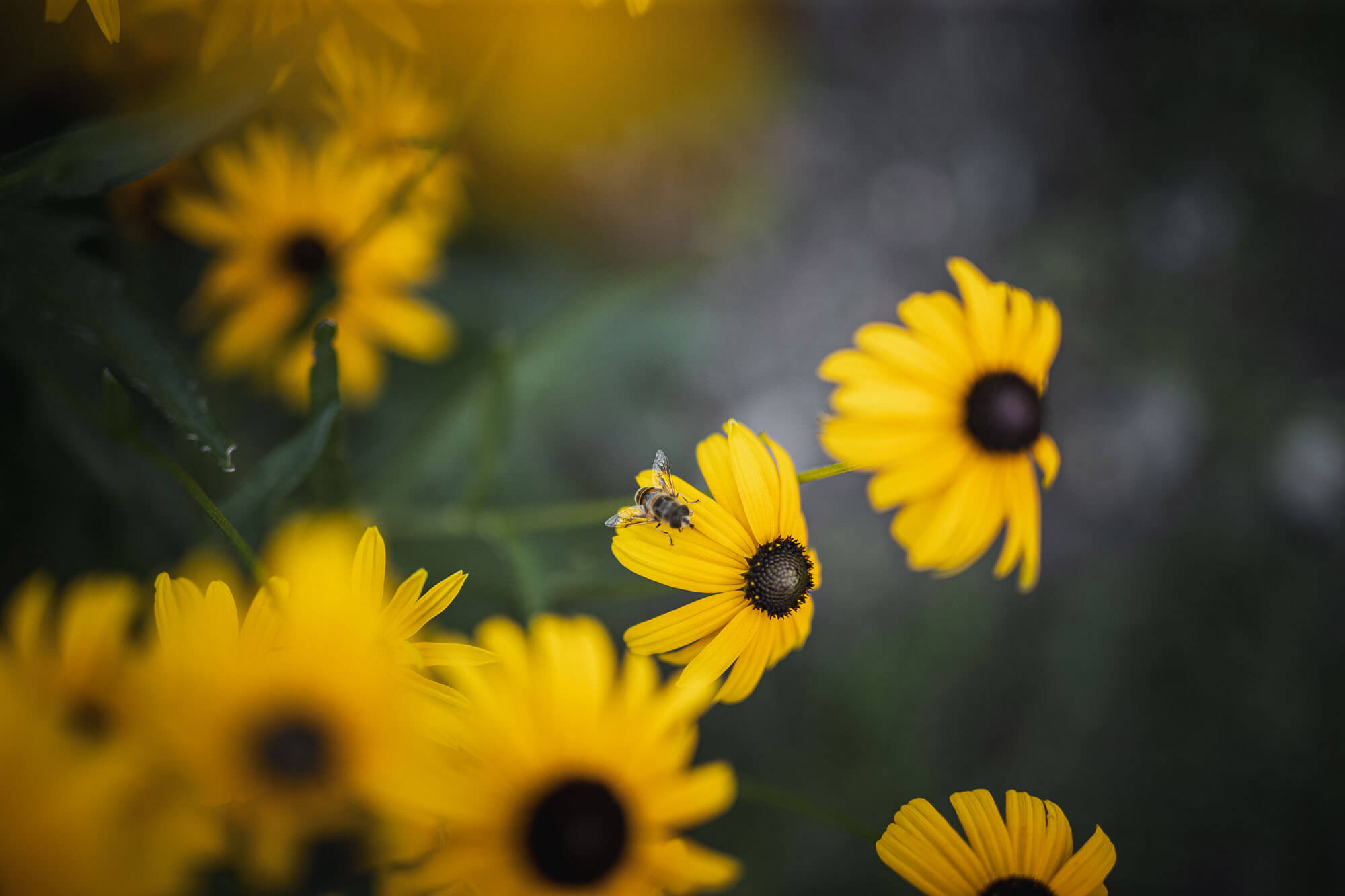 Sea of flowers in the garden - the Mittermoar
